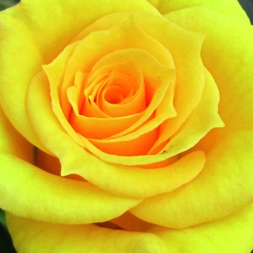 Rosa Flower Power Gold™ - rosa de fragancia discreta - Árbol de Rosas Miniatura - rosal de pie alto - amarillo - Gareth Fryer- forma de corona compacta - Rosal de árbol con flores pequeñas que florecen abundantemente.